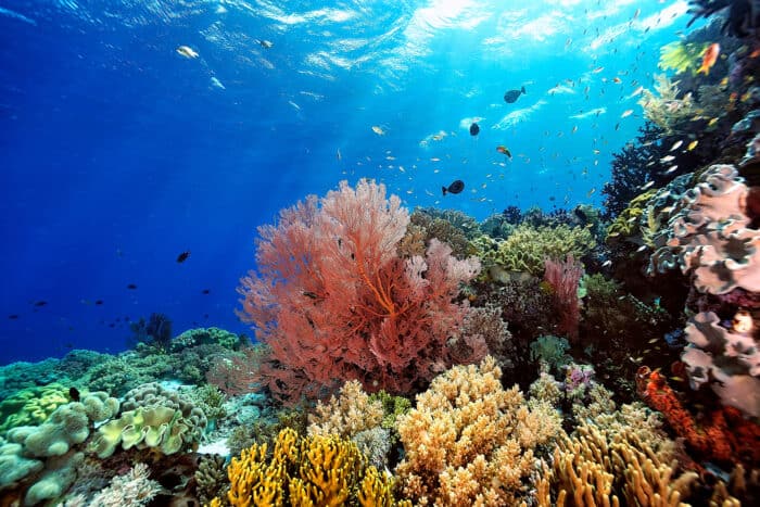 Underwater scene of a coral reef with various colorful corals and small fish swimming in clear blue water.