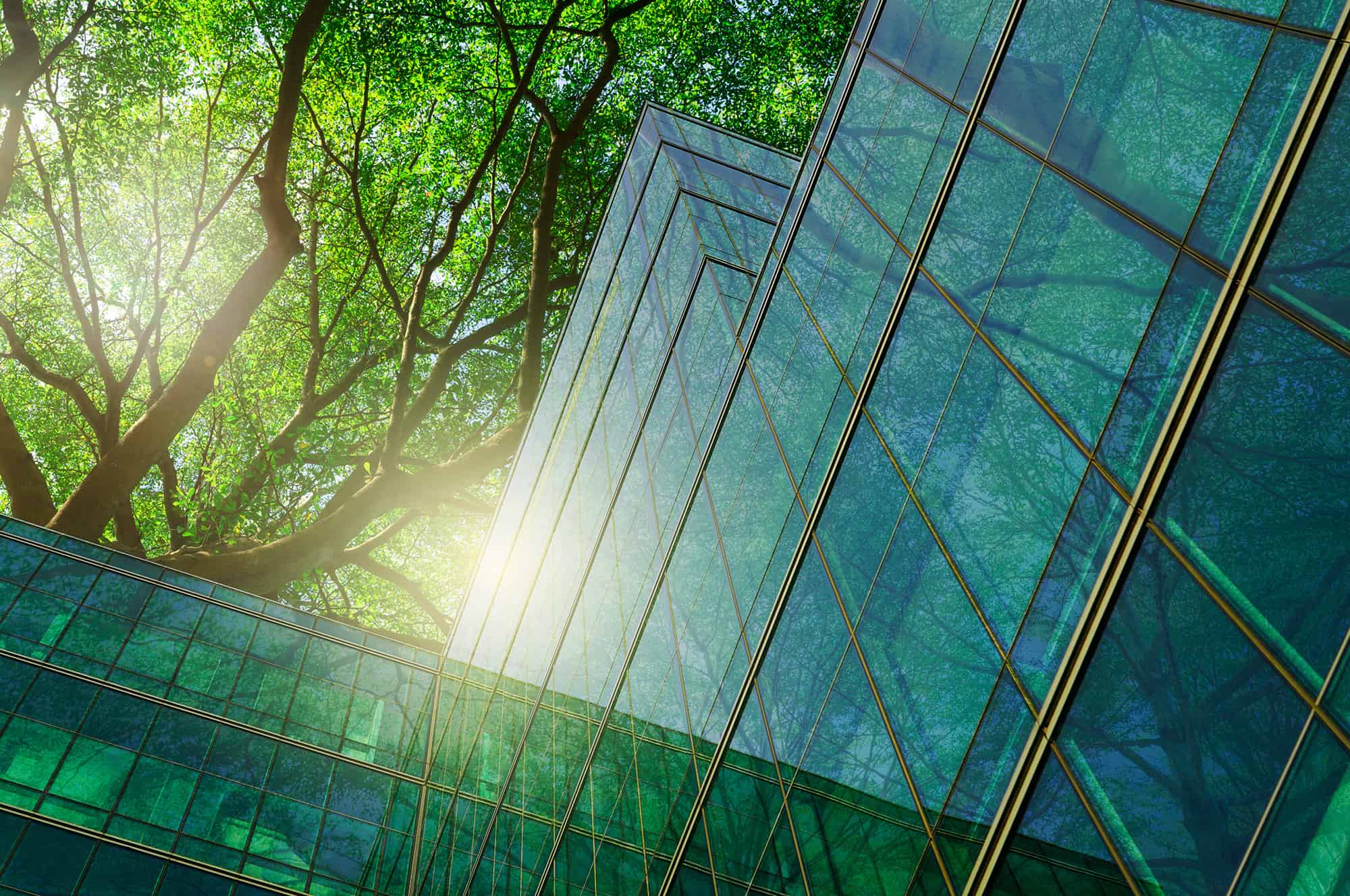 Sunlight filtering through green tree leaves onto the reflective glass facade of a modern building.