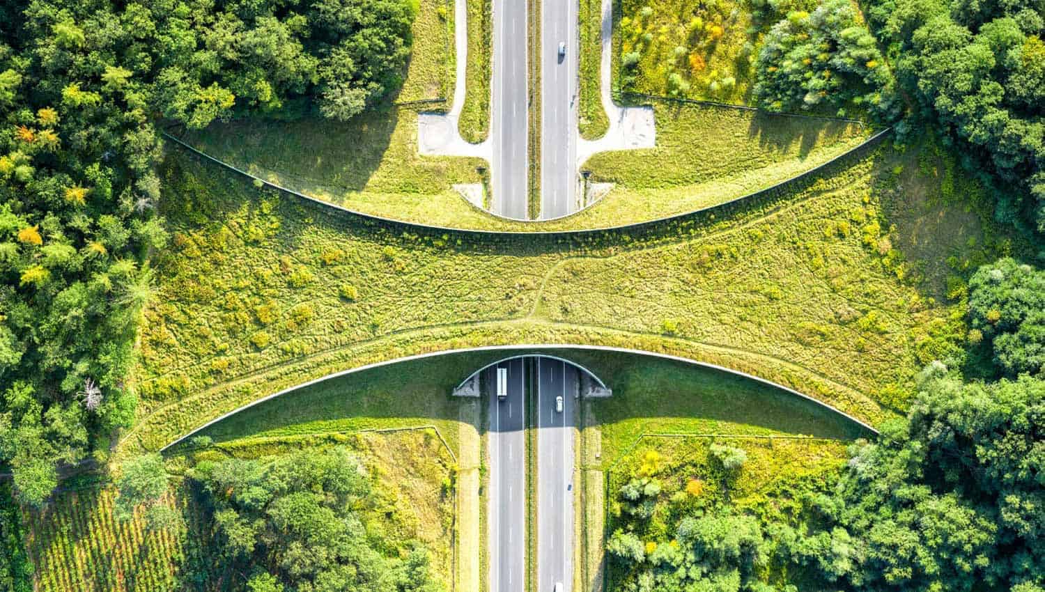 Aerial view of a wildlife crossing over a highway, surrounded by greenery.