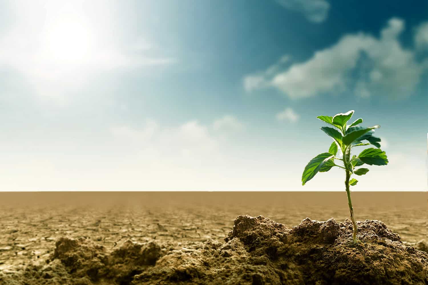A small green plant with several leaves grows on a mound of soil in an otherwise barren, cracked earth landscape under a partly cloudy sky with the sun shining brightly.